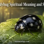 Black ladybug on a green leaf in soft light