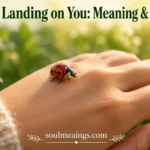 Ladybug Landing on You