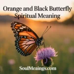 Orange and black butterfly on a flower at sunset