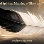 Black and white feather showing contrast between light and dark
