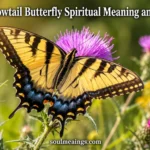 Yellow and black tiger swallowtail butterfly on a flower