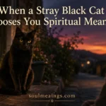 A black cat encounter often feels meaningful to many people.