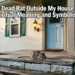 Dead rat outside a house entrance symbolizing spiritual and emotional meanings.