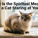 A cat staring intently with focused eyes in a quiet room.