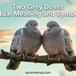 Two grey doves perched together on a branch during sunrise.