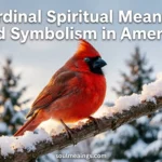 Red cardinal sitting on a winter tree branch.