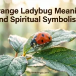 Orange ladybug sitting on a green leaf in warm sunlight.
